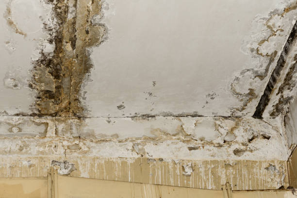 Best Emergency Mold Remediation  in Hillcrest, NY