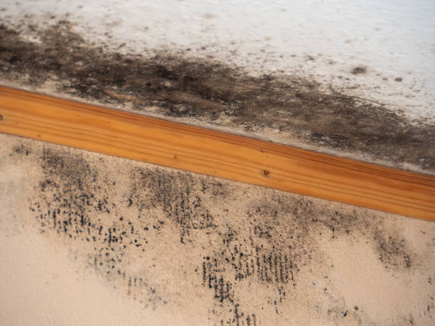 Best Water Damage & Mold Remediation  in Hillcrest, NY